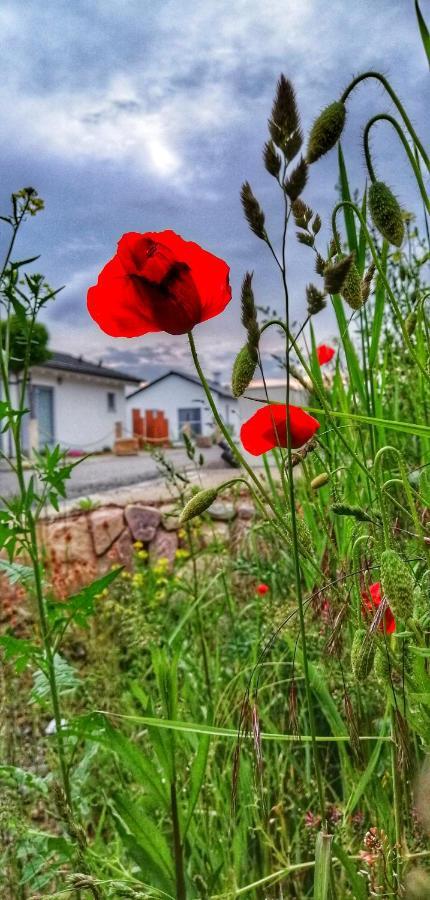 Ferienhaus Sonnenwind Am Hainer See Neukieritzsch Buitenkant foto